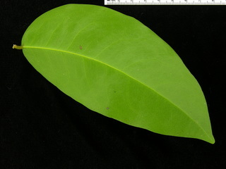 Prioria copaifera, leaf bottom