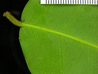 Prioria copaifera, leaf bottom stem