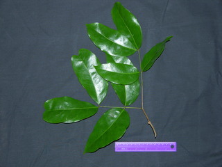 Prioria copaifera, leaves