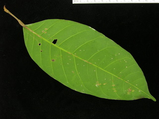 Protium panamense, leaf bottom
