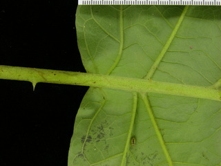 Solanum subinerme, leaf bottom stem