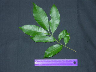 Trichilia tuberculata, leaf