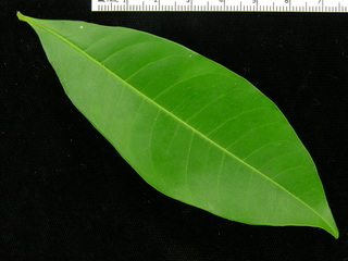 Trichilia tuberculata, leaf top