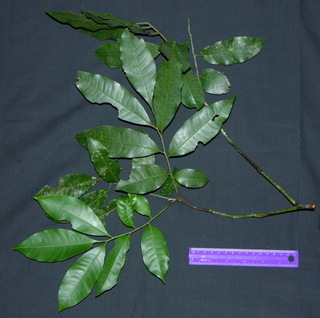 Trichilia tuberculata, leaves