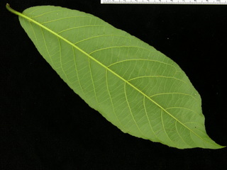 Zuelania guidonia, leaf bottom