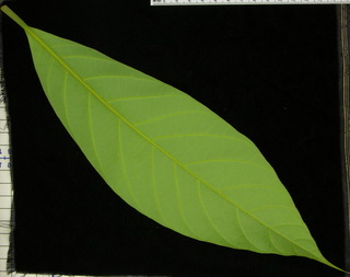 Beilschmiedia pendula, leaf bottom
