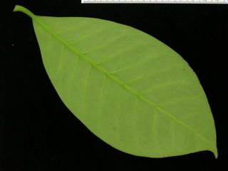 Chrysochlamys eclipes, leaf bottom