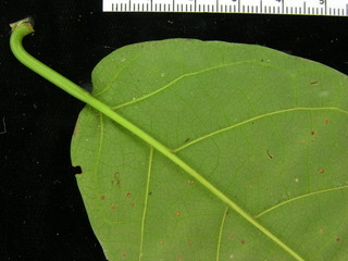 Coccoloba coronata, leaf bottom stem