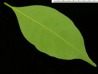 Eugenia galalonensis, leaf bottom