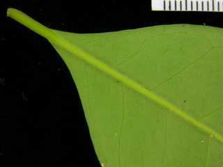 Eugenia galalonensis, leaf bottom stem