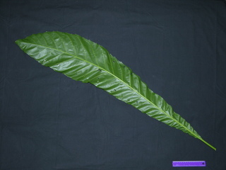 Gustavia superba, leaf bottom