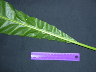 Gustavia superba, leaf bottom stem