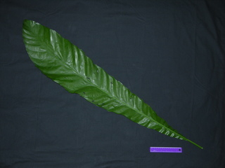 Gustavia superba, leaf top