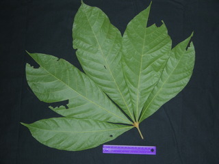 Herrania purpurea, leaf bottom