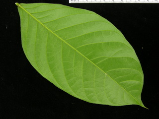 Inga sapindoides, leaf bottom