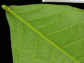 Inga sapindoides, leaf bottom stem