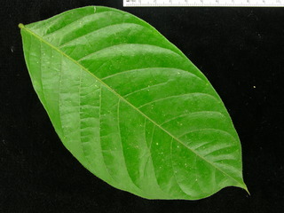 Inga sapindoides, leaf top