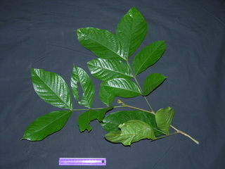 Inga sapindoides, leaves