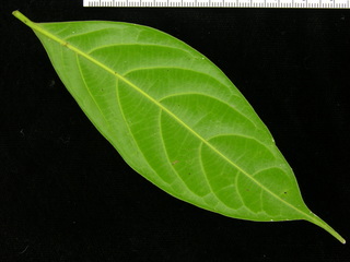 Ocotea whitei, leaf bottom