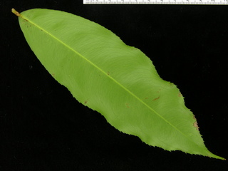 Ouratea lucens, leaf bottom