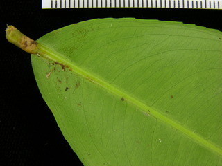 Ouratea lucens, leaf bottom stem