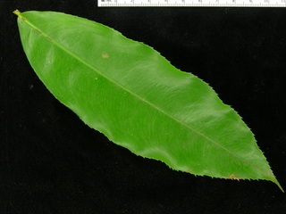Ouratea lucens, leaf top