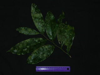 Ouratea lucens, leaves