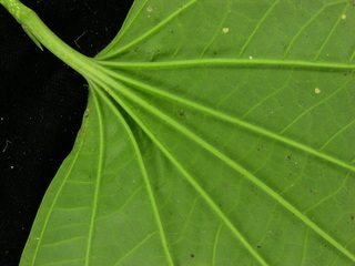 Piper reticulatum, leaf bottom stem