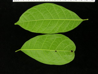 Protium costaricense, leaf bottom
