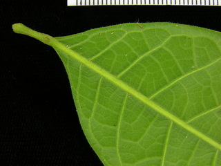 Protium costaricense, leaf bottom stem