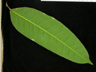 Protium panamense, leaf bottom