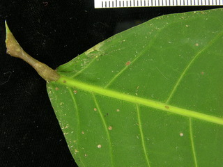 Protium panamense, leaf bottom stem