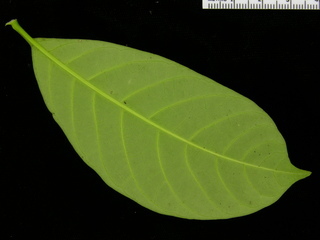 Tabernaemontana arborea, leaf bottom