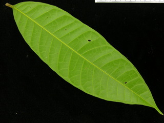 Talisia nervosa, leaf bottom