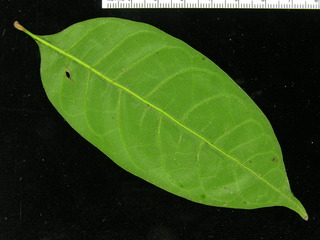 Tetragastris panamensis, leaf bottom