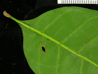 Tetragastris panamensis, leaf bottom stem