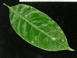 Tetragastris panamensis, leaf top