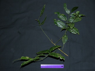 Tetragastris panamensis, leaves