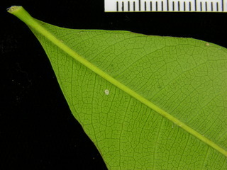 Trichilia tuberculata, leaf bottom stem