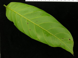 Unonopsis pittieri, leaf bottom