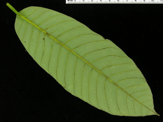 Virola surinamensis, leaf bottom