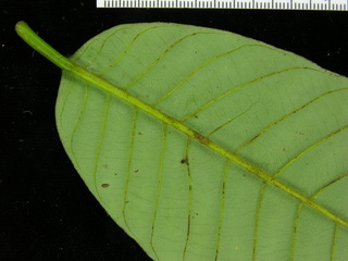 Virola surinamensis, leaf bottom stem