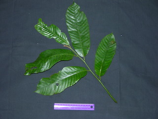 Virola surinamensis, leaves