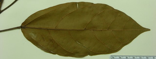 Alchornea latifolia, leaf bottom