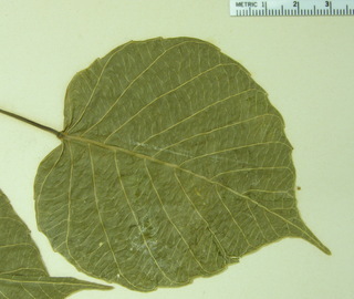 Hura crepitans, leaf bottom