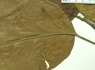 Hyeronima alchorneoides, leaf bottom stem