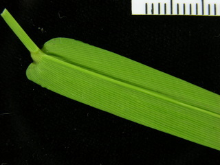 Panicum pilosum, leaf bottom stem