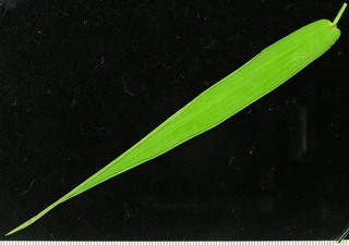 Panicum pilosum, leaf top