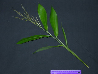 Pharus latifolius, fruit, flower, and leaves
