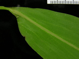 Pharus latifolius, leaf bottom stem